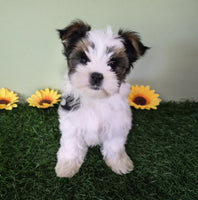 Biewer Terrier