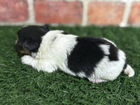 Biewer Terrier