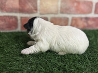 Biewer Terrier