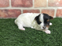 Biewer Terrier