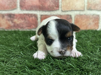 Biewer Terrier