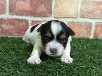 Biewer Terrier