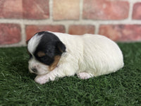 Biewer Terrier