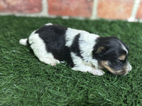 Biewer Terrier
