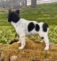 Blue Heeler Fox Terrier Mix