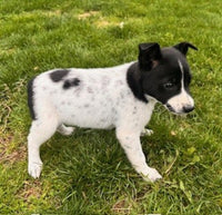 Blue Heeler Fox Terrier Mix