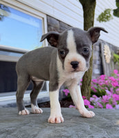 Boston Terrier