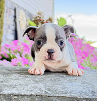 Boston Terrier