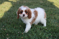 Cavachon