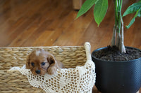  Cavalier