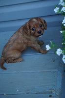  Cavalier