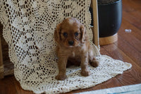  Cavalier