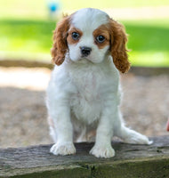 Cavalier