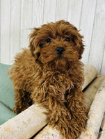 Cavapoo