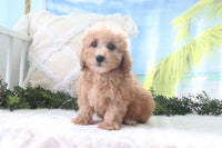 Cavapoo