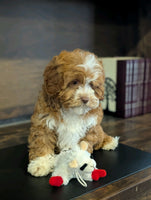 Cavapoo