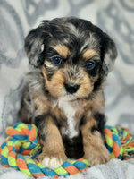 Cavapoo