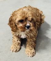 Cavapoo