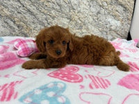 Cavapoo