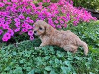 Cavapoo