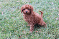 Cavapoo