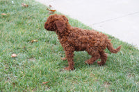 Cavapoo