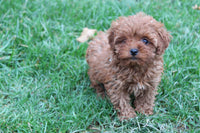 Cavapoo