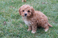 Cavapoo