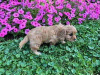 Cavapoo