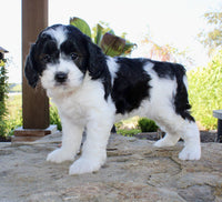 Cavapoo