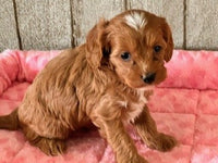 Cavapoo