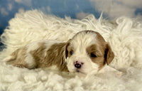 Cavapoo