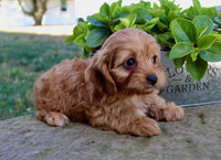 Cavapoo