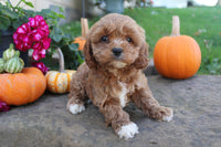 Cavapoo