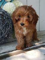 Cavapoo