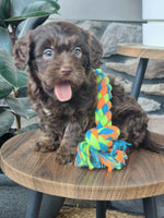 Cavapoo