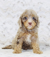  Cavapoo
