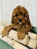 Cavapoo