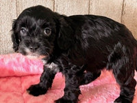 Cavapoo