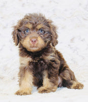 Cavapoo