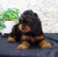 Cavapoo