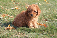 Cavapoo