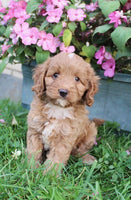 Cavapoo