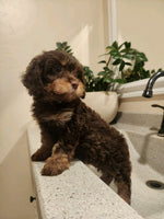  Cavapoo