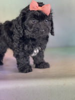  Cavapoo 
