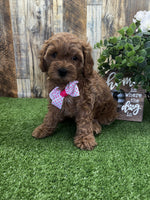 Cavapoo