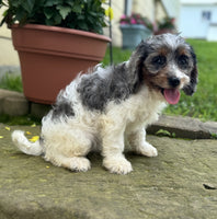 Cavapoo