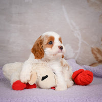 Cavapoo
