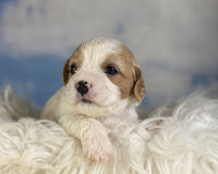 Cavapoo