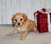 Cavapoo